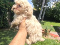 MALTİPOO YAVRULARI