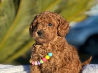 A kalite minyatür boy toy poodle bebeklerim