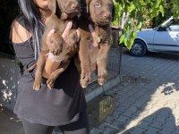 Üst Kalite Labrador Yavrularım