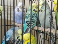 Show jumbo muhabbet kuşu