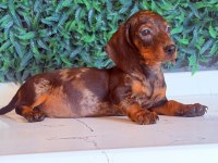 Çikolata merle rengi ile en güzel dachshund