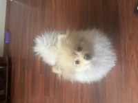 Pomeranian Boo 3 Aylık