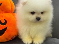 Nadir olan kar beyaz pomeranian yavrularımız