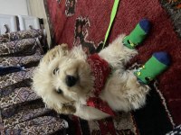 4.5 aylık maltipoo köpeği