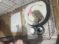 45 günlük krem dişi pug mops