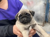 3 aylık yavru pug