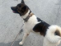 Akita inu erkek