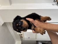 İzmir rottweiler 2 aylık köpekler