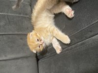 8 Haftalık tatlılar scottish fold
