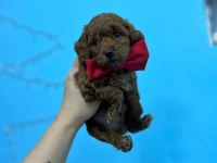 Renk kürk ve ırk garantili toy poodle bebeklerim