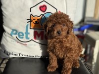 Ultra kalite redbrown toy poodle yavrularımız
