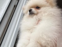 Sağlıklı Yavru Pomeranian Sahiplendiriyorum 3 Aylık