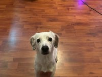 Köpeğimiz Dobby Yuvasını Arıyor