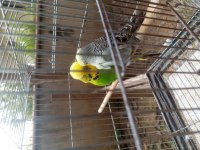 Show Jumbo Muhabbet Kuşu