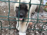A kalite kangal yavrular detaylı bilgi için arayınız