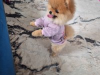 Pomeranian yavrumuz yeni sahibini arıyor