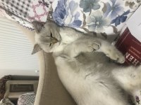 British shorthair Leo sahibini arıyor