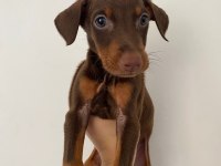 Doberman yavruları