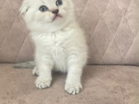 Scottish Fold Bebekler