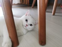 3 buçuk aylık british shorthair