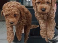 red brown toy poodle
