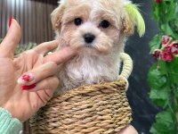 Süslü maltipoo bebek