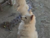 7 ekim doğumlu pomerian spitzi yavrular