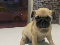 Pug yavrum gül kuyruk kuyruk