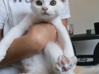 Beyaz scottish fold