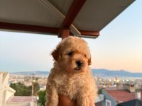 Sağlık ve ırk garantili maltipoo yavrular