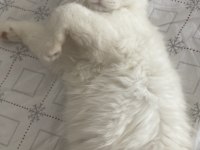 Mavi gözlü yakışıklı oğlum yeni sahibini arıyor chinchilla