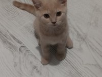 6 aylık aşıları tam erkek british shorthair