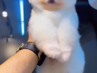Pomeranian boo yeni yavrular