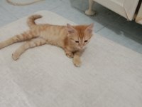 Kediye acil yuva arıyoruz