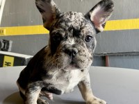 Üst kalite egzotik french bulldog yavrular