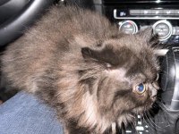 Exotic Shorthair Ankara