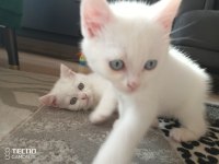 Herkesime her bütçeye uygun miyav serisi