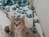 British shorthair 2 aylık erkek yavru