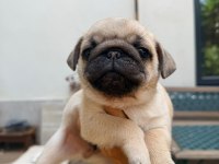 ADANA SAFKAN PUG SAHİBİNİ ARIYOR SON 3 YAVRU
