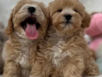 Maltipoo Yavrularımız