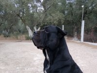 90 Günlük Cane Corso yavrular