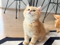 Safkan British Shorthair Golden Ny12 Erkek Yavru