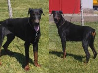 15 Aylık Eşli Europan Doberman