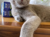 Evcil scottish fold tuvalete alışık