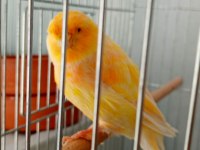 Kanarya her türde