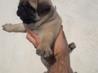 Üst düzey pug yavrularım mevcut iyisini beslemek isteyene