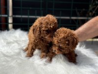 Ankaranın En Seçkin Toy Poodle Yavruları