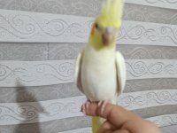 Sultan papağanı yavru 2 aylık