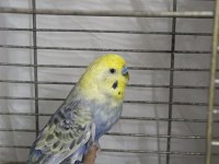 Rainbow Erkek Muhabbet Kuşu