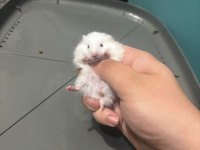 Uzun tüylü suriye hamsterları yeni sahiplerini bekliyor